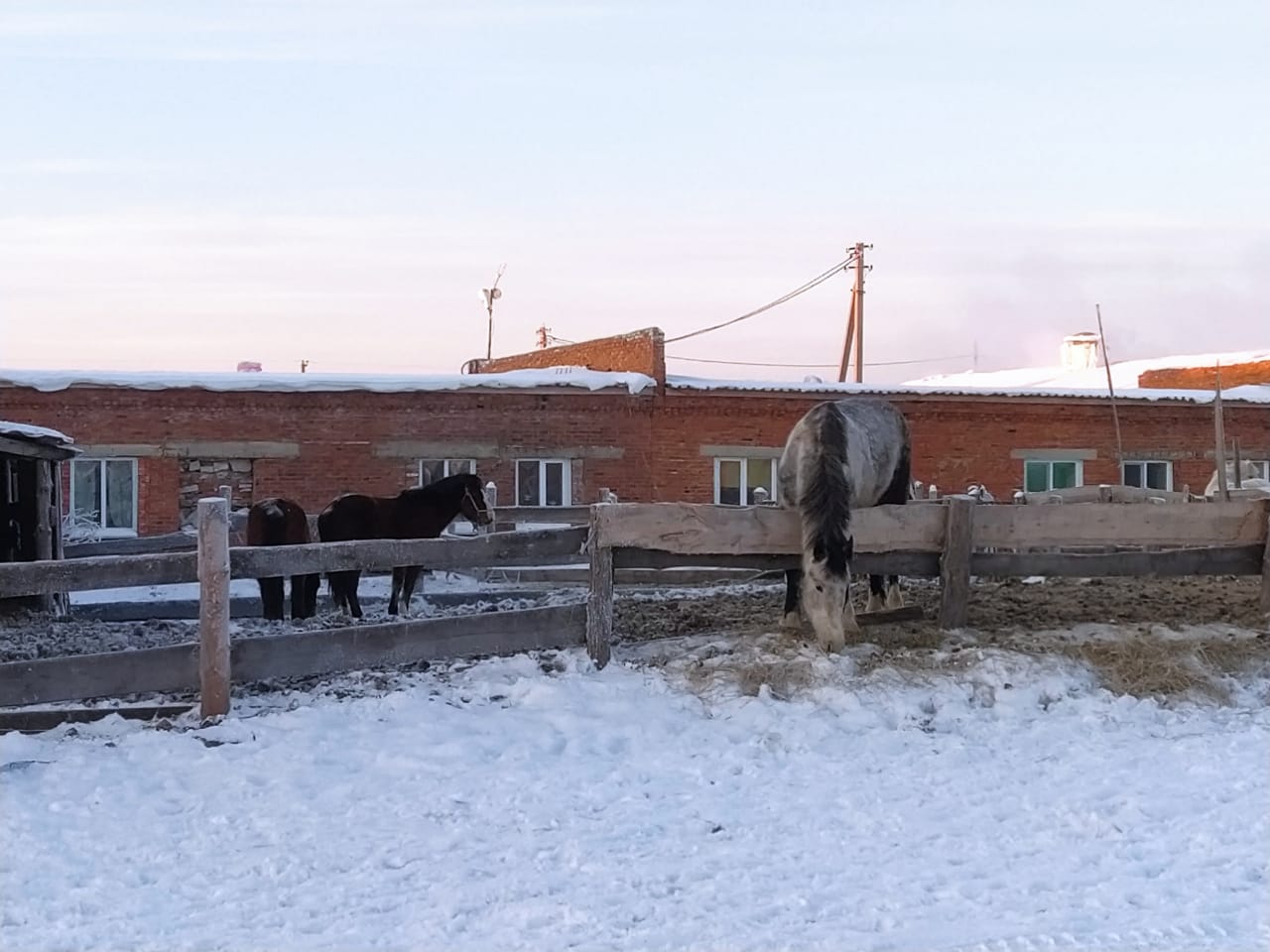 Сельскохозяйственный производственный кооператив колхоз «Победа» |  07.01.2021 | Татарск - БезФормата